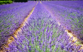 champ lavande provence