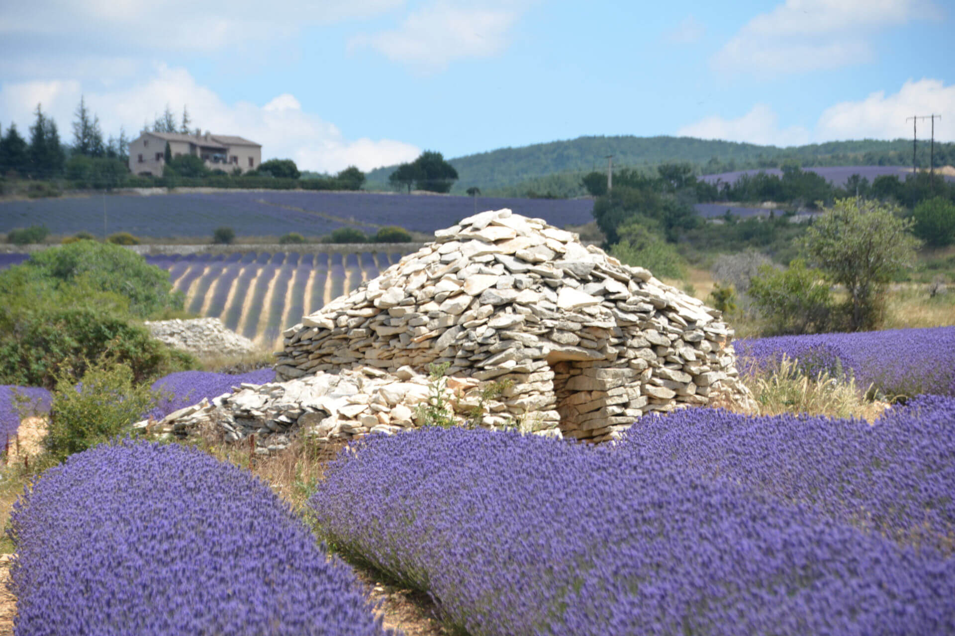 hôtel champ de lavande Provence