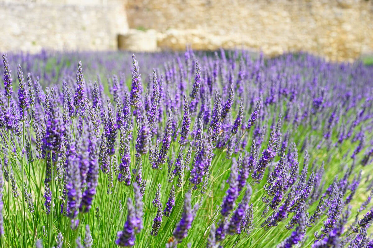 lavande en Provence